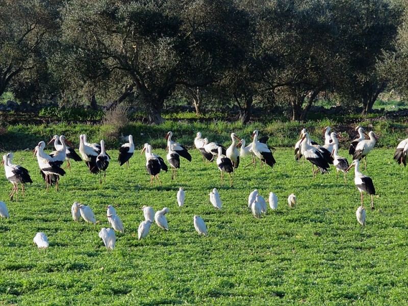 اللقلق الأبيض يتوج الهجرة الربيعية في شمال فلسطين